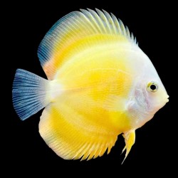 Symphysodon yellow golden melon - 8 - 10 cm