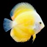Symphysodon yellow golden melon - 8 - 10 cm