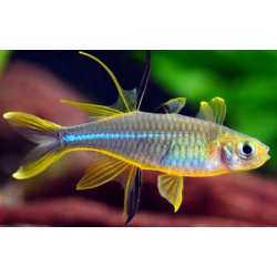 Telmatherina ladigesi - 1,5 - 2 cm
