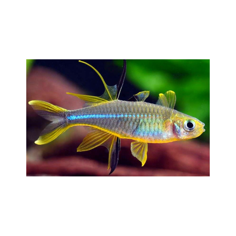 Telmatherina ladigesi - 1,5 - 2 cm
