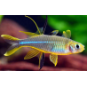 Telmatherina ladigesi - 1,5 - 2 cm