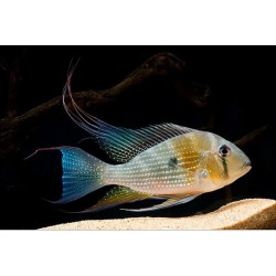 Acarichthys heckeli - 5 - 6 cm