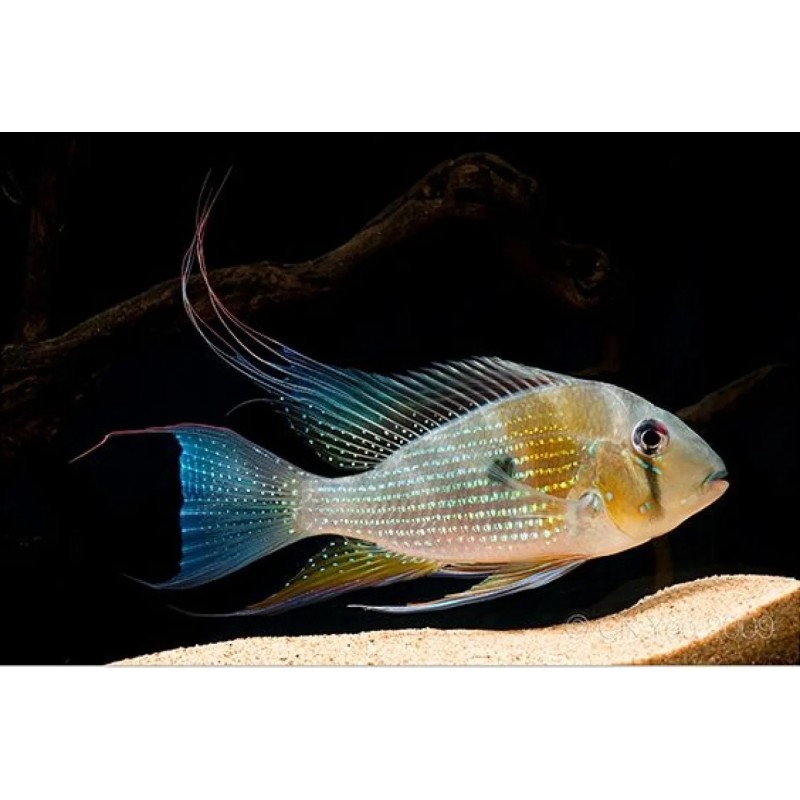 Acarichthys heckeli - 5 - 6 cm
