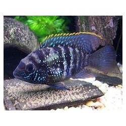 Aequidens pulcher latifrons - 3 - 4 cm