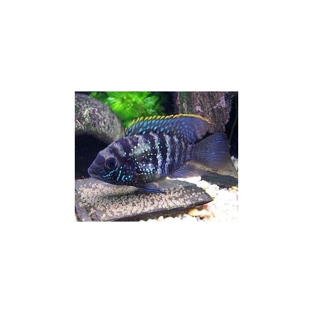 Aequidens pulcher latifrons - 3 - 4 cm