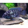 Aequidens pulcher latifrons - 3 - 4 cm