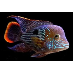 Aequidens rivulatus - 4 - 5 cm