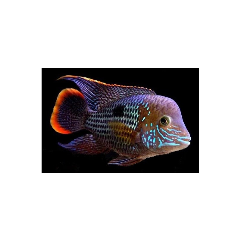 Aequidens rivulatus - 4 - 5 cm
