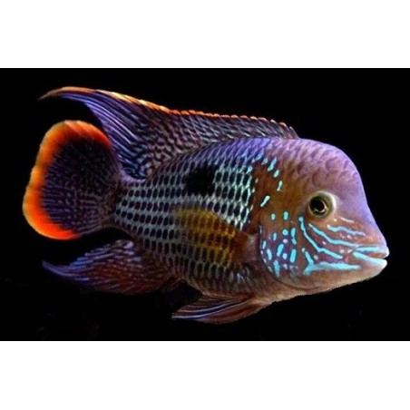 Aequidens rivulatus - 4 - 5 cm