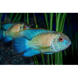 Andinoacara pulcher neon blue - 2 - 3 cm