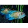 Andinoacara pulcher neon blue - 2 - 3 cm