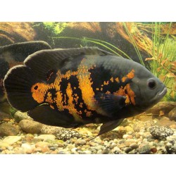 Astronotus ocellatus - 4 - 5 cm