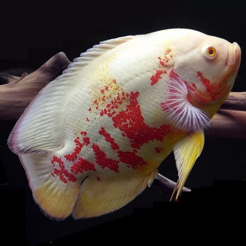 Astronotus ocellatus albino - 3 - 4 cm