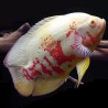 Astronotus ocellatus albino - 3 - 4 cm