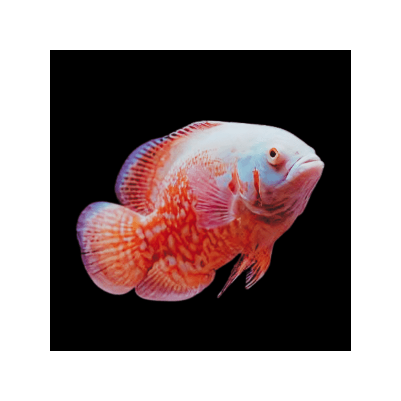 Astronotus ocellatus albino tiger oscar - 7 - 9 cm