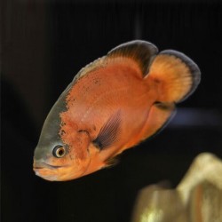 Astronotus ocellatus red oscar - 4 - 5 cm