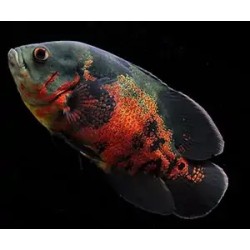 Astronotus ocellatus tiger oscar - 4 - 5 cm