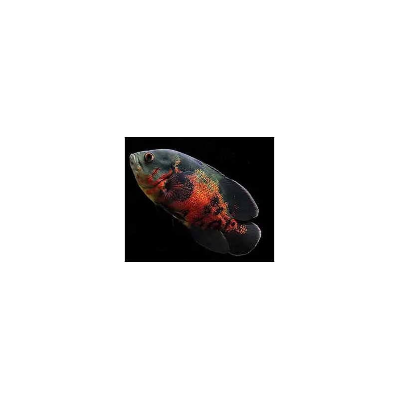 Astronotus ocellatus tiger oscar - 7 - 9 cm
