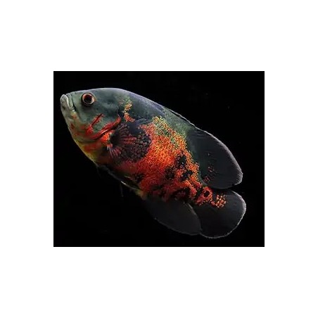 Astronotus ocellatus tiger oscar - 7 - 9 cm