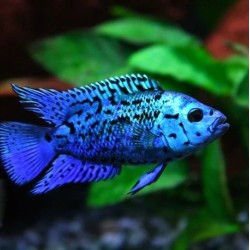 Cichlasoma blue jack dempsey - 2 - 3 cm