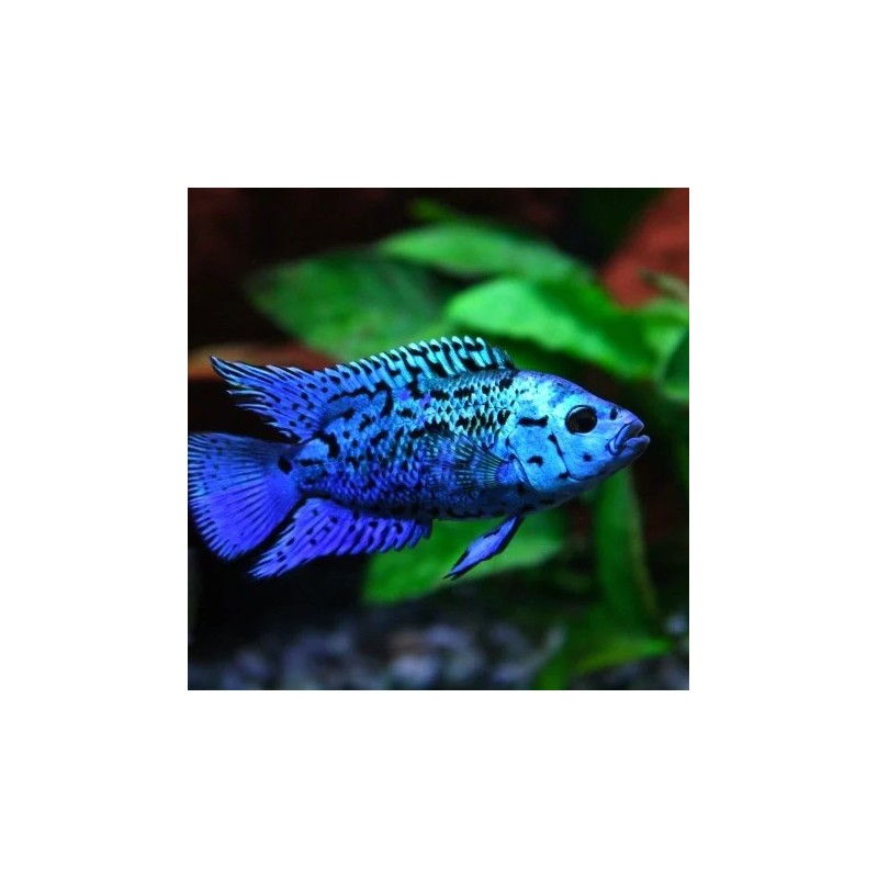 Cichlasoma blue jack dempsey - 2 - 3 cm