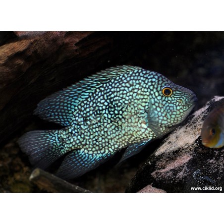 Cichlasoma carpinte - 3 - 4 cm