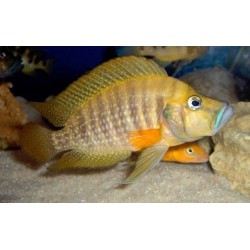 Altolamprologus compressiceps gombe - 3 - 4 cm