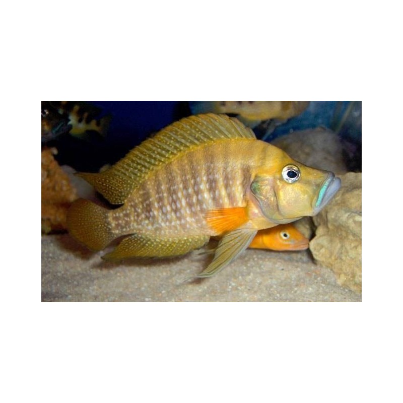 Altolamprologus compressiceps gombe - 3 - 4 cm