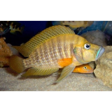 Altolamprologus compressiceps gombe - 3 - 4 cm