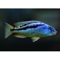 Aristochromis christyi - 4 - 5 cm