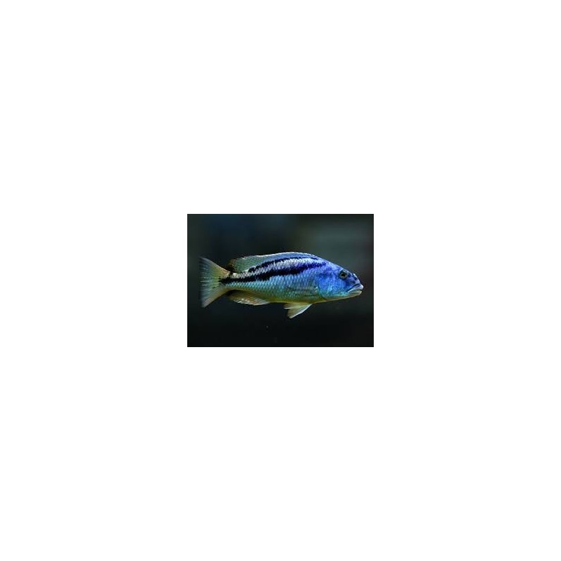 Aristochromis christyi - 4 - 5 cm
