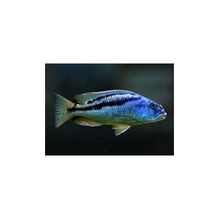 Aristochromis christyi - 4 - 5 cm