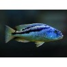 Aristochromis christyi - 4 - 5 cm
