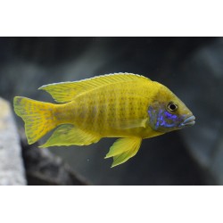 Aulonocara baenschi - 3 - 4 cm