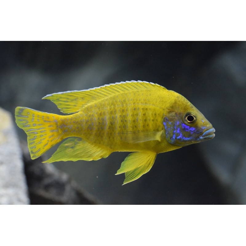 Aulonocara baenschi - 3 - 4 cm