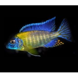Aulonocara blue neon - 3 - 4 cm
