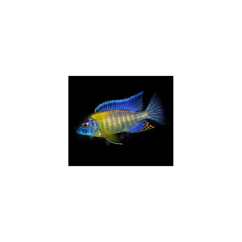Aulonocara blue neon - 3 - 4 cm