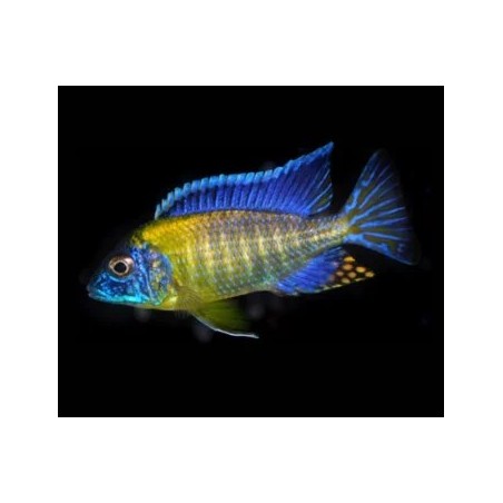 Aulonocara blue neon - 3 - 4 cm