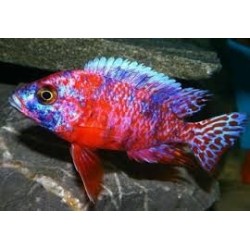 Aulonocara calico red neon - 3 - 4 cm