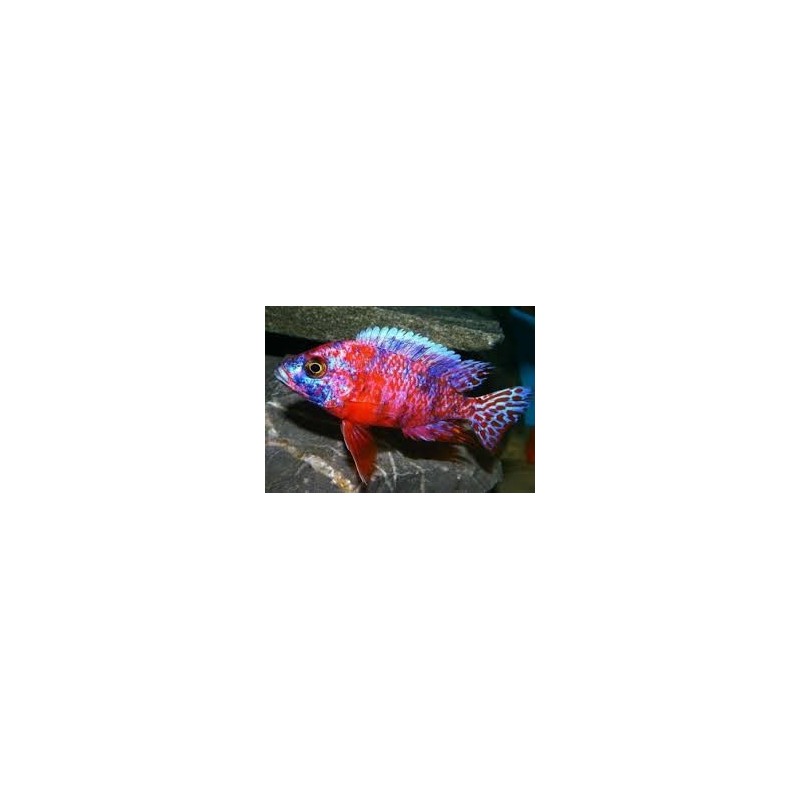 Aulonocara calico red neon - 3 - 4 cm