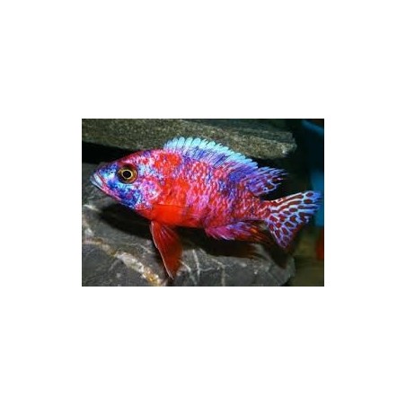 Aulonocara calico red neon - 3 - 4 cm