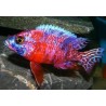 Aulonocara calico red neon - 3 - 4 cm
