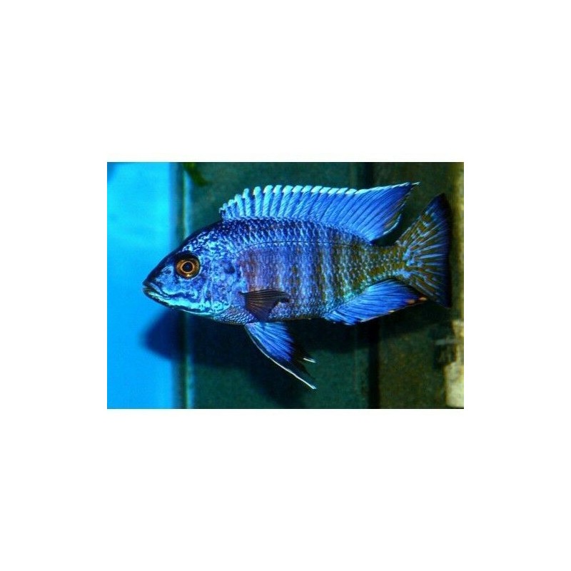 Aulonocara chilumba - 3 - 4 cm