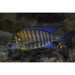 Aulonocara ethelwihae - 4 - 5 cm