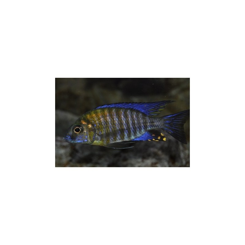 Aulonocara ethelwihae - 4 - 5 cm