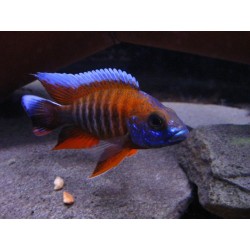 Aulonocara eureca - 4 - 5 cm