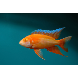 Aulonocara eureca albino - 4 - 5 cm