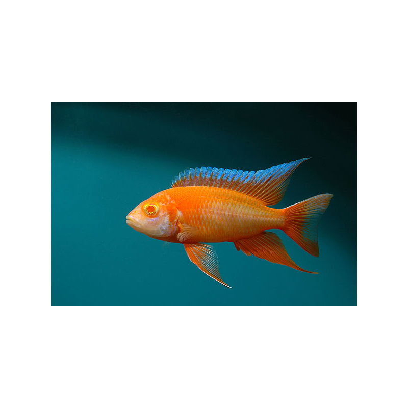 Aulonocara eureca albino - 4 - 5 cm