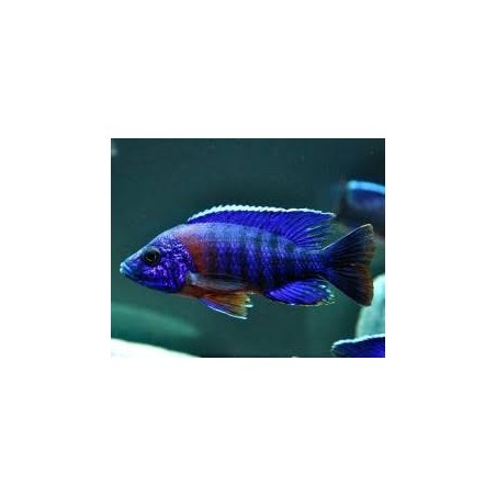 Aulonocara hansbaenschi - 3 - 4 cm
