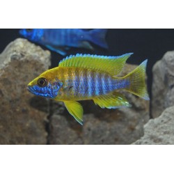 Aulonocara jacobfreibergi - 4 - 5 cm
